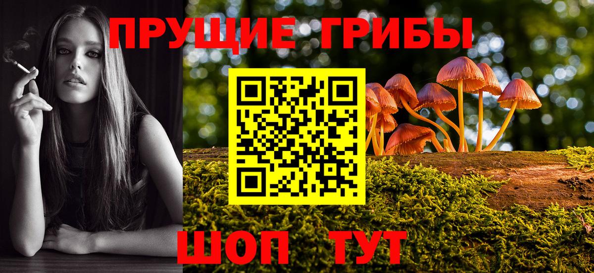 Псилоцибиновые грибы Psilocybine cubensis Майкоп